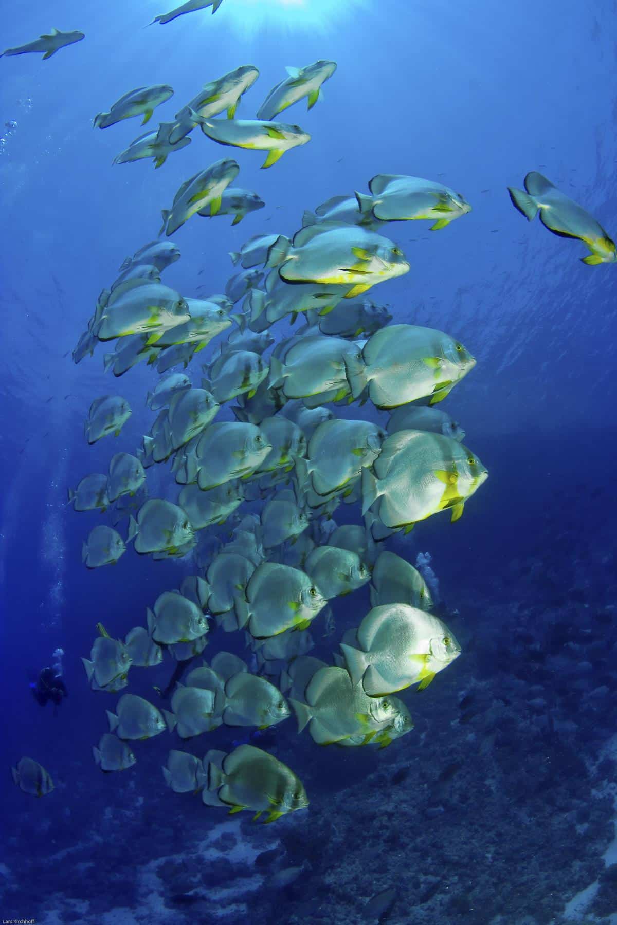 Rotes Meer – Süd Ägypten – Marsa Alam | Nautilus Tauchreisen