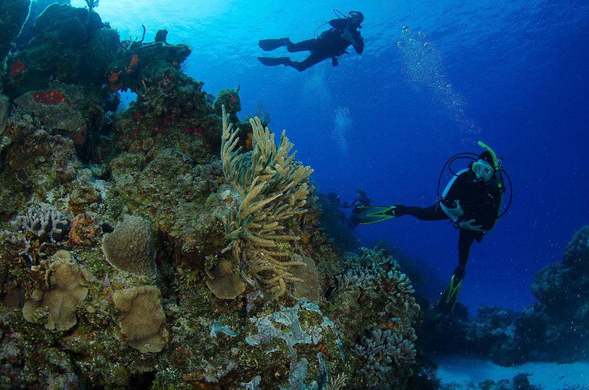 tauchen in playa del carmen