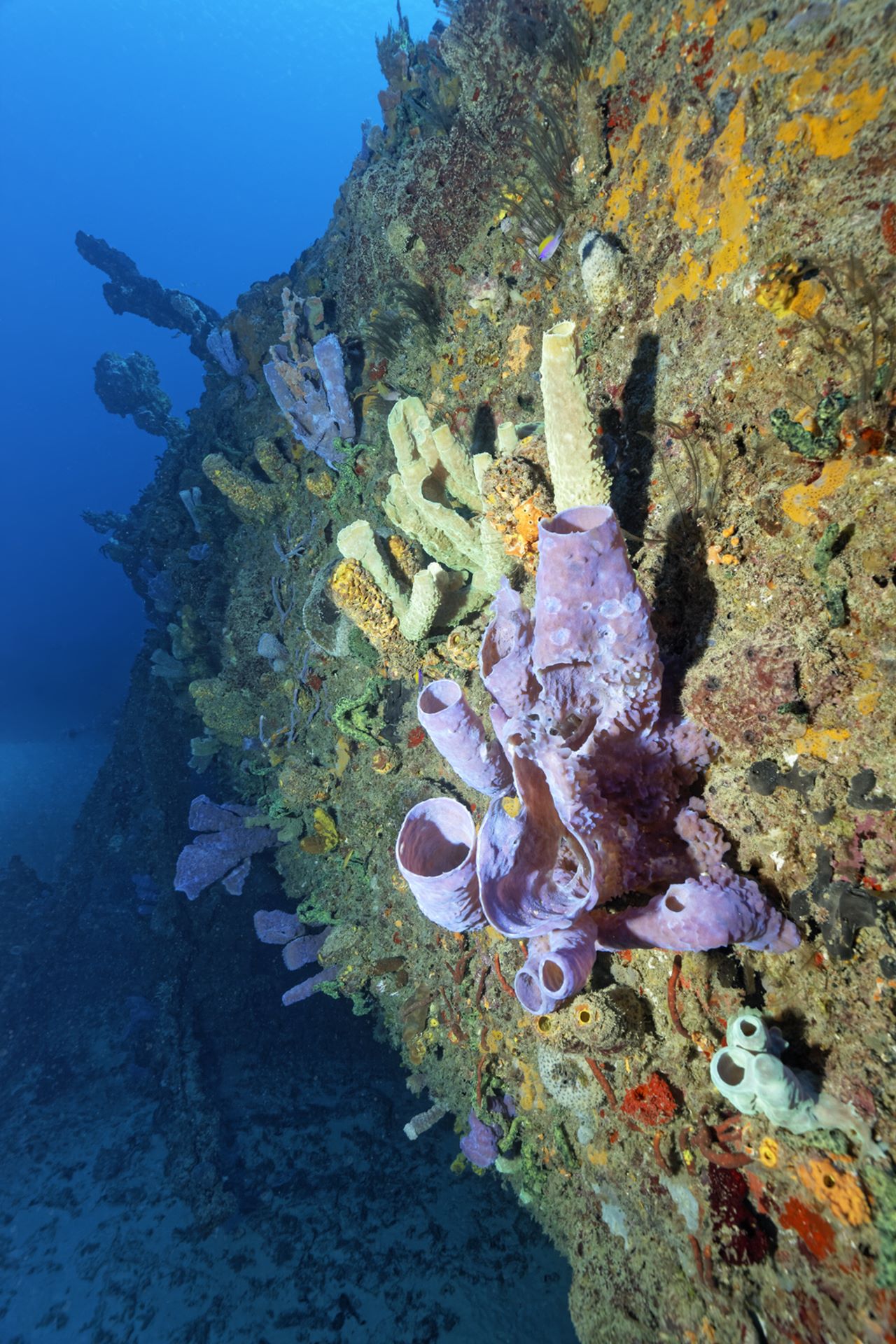 Santa Lucia Tauchen Scuba Korallen Cuba Karibik 19 Nautilus Tauchreisen