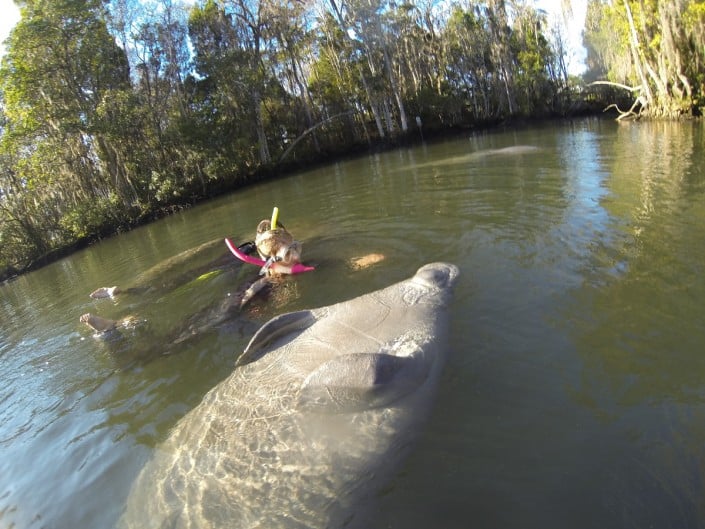 manatee tour key largo