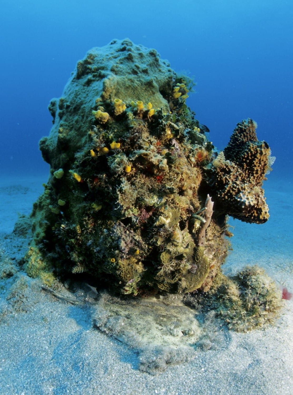 Karibik Kuba Tauchen Unterwasser Faro Luna10 Nautilus Tauchreisen