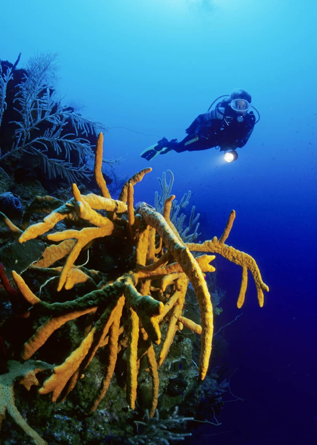 Karibik Kuba Tauchen Unterwasser Schatzinsel Colony19 Nautilus