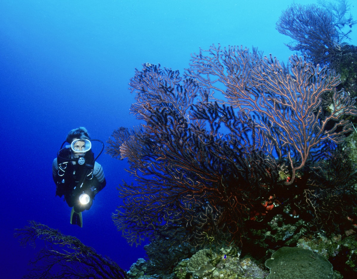 Karibik Kuba Tauchen Unterwasser Schatzinsel Colony21 Nautilus