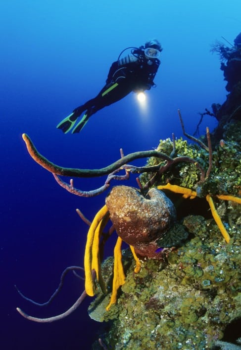 Karibik Kuba Tauchen Unterwasser Schatzinsel Colony29 Nautilus