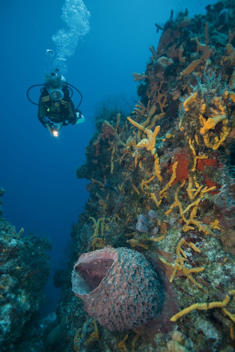 Palancar Cave | Nautilus Tauchreisen